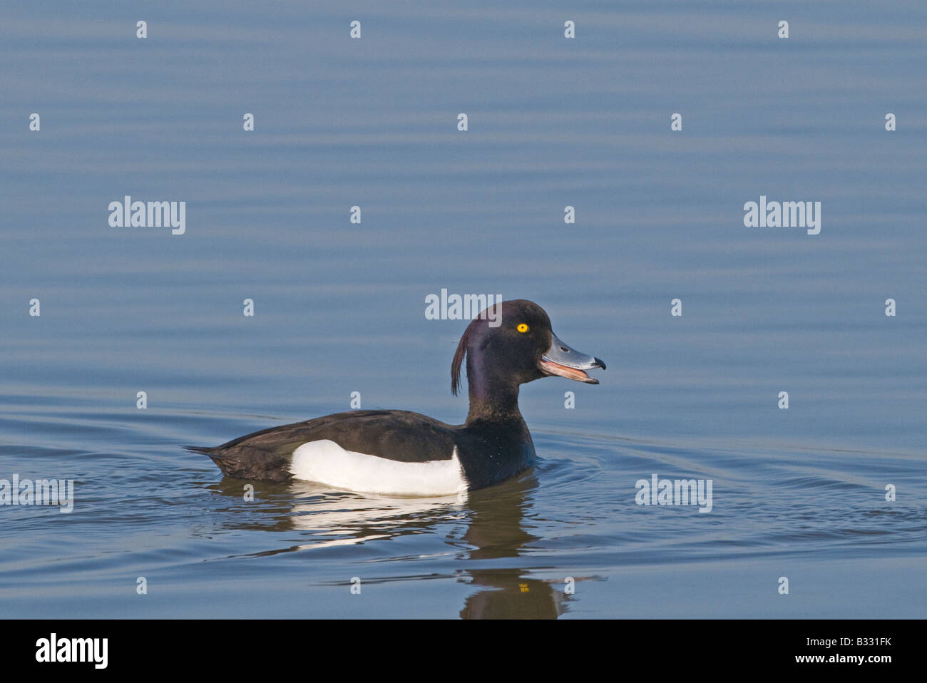 Reiherenten Aythya Fuligula Männchen quaken Minsmere Suffolk April Stockfoto