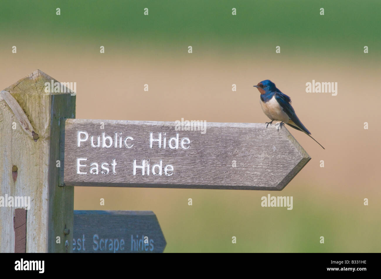 Rauchschwalbe Hirundo Rustica auf Schild am Minsmere RSPB Reserve Suffolk April Stockfoto