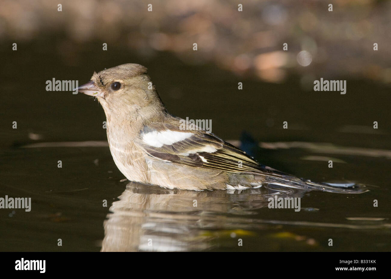Buchfink Fringilla Coelebs weibliche Baden in Pfütze Norfolk Frühling Stockfoto