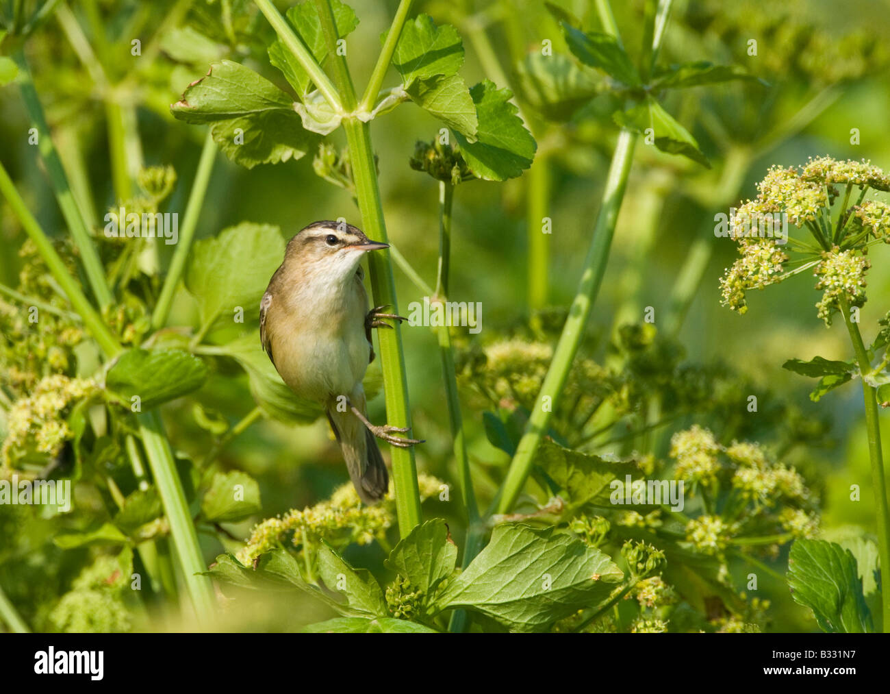 Sedge Warbler Acrocephalus Schoenobaenus im Lied Cley Norfolk April Stockfoto