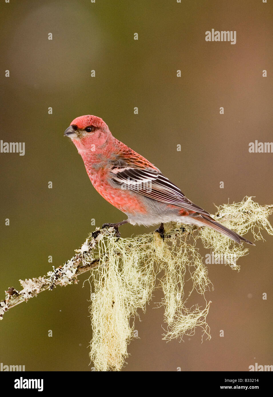 Kiefer Grosbeak Pinicola Enucleator männlich in Finnisch-Lappland März Wald Stockfoto