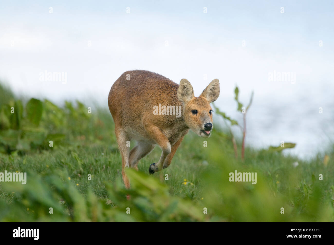 Wasser Hirsch Stockfotos Und Bilder Kaufen Alamy