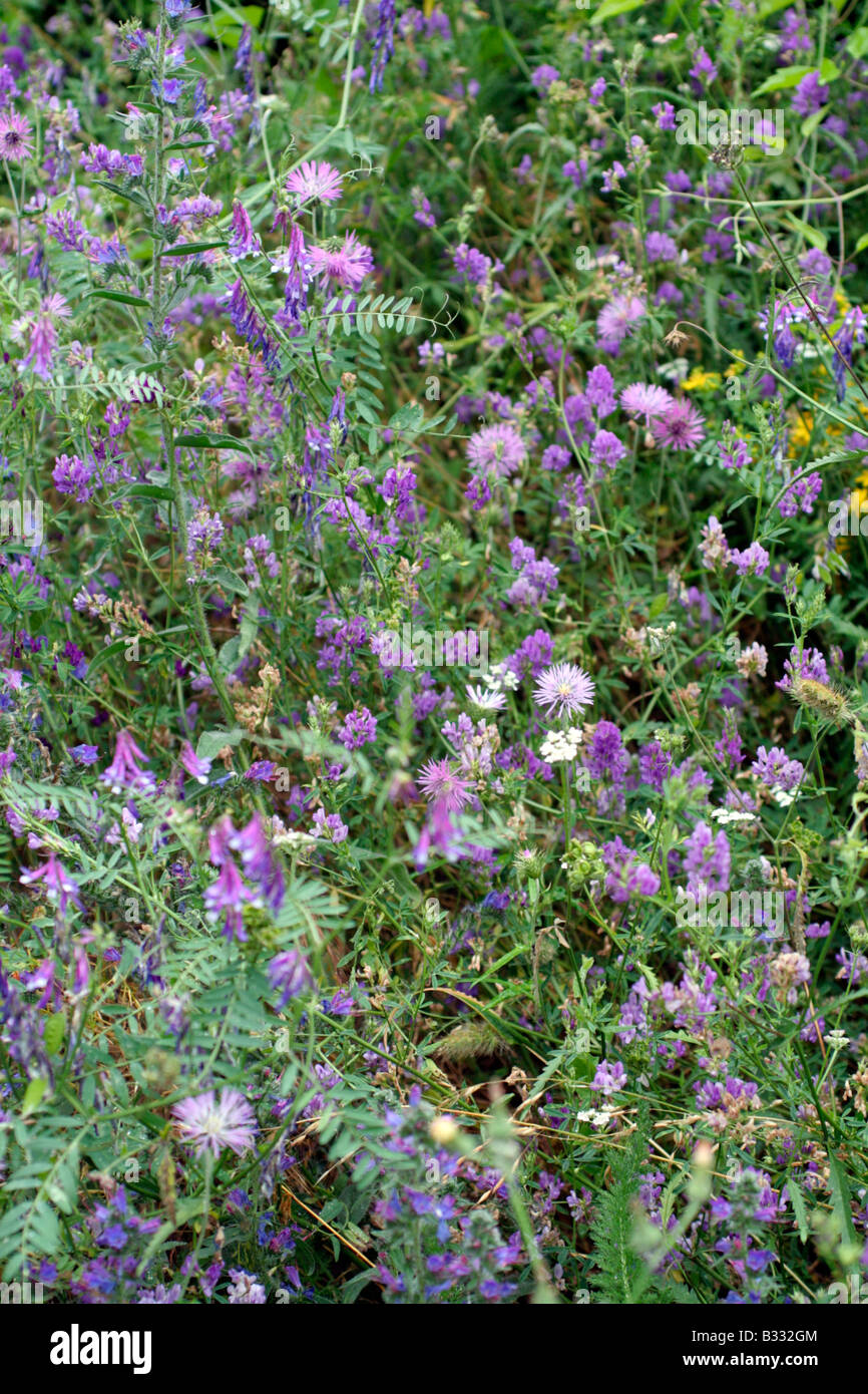 ARTEN REICHEN WIESEN OBERHALB ESPINAMA PICOS DE EUROPA MIT BÜSCHELIGEN WICKE VICIA CRACCA Stockfoto