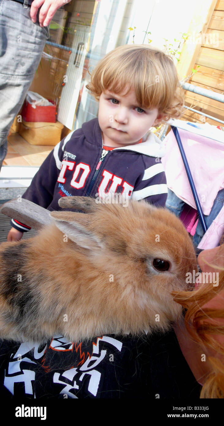 Oryctolagus Cuniculus F. Domestica, Hauskaninchen Stockfoto