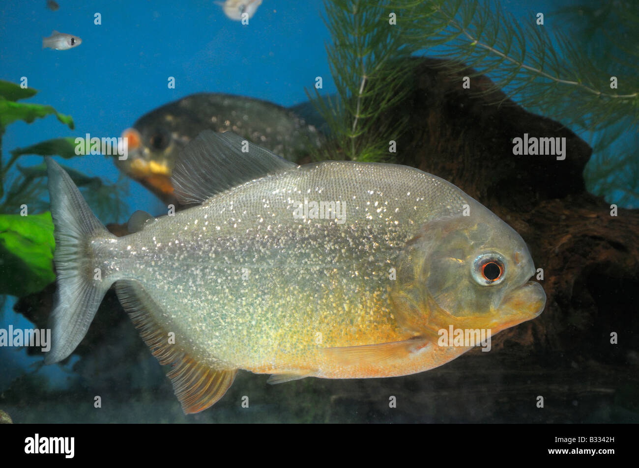 Roter Piranha (Serrasalmus Natteri, Pygocentrus Nattereri), eine gefürchtete Räuber der südamerikanischen Flüsse Stockfoto
