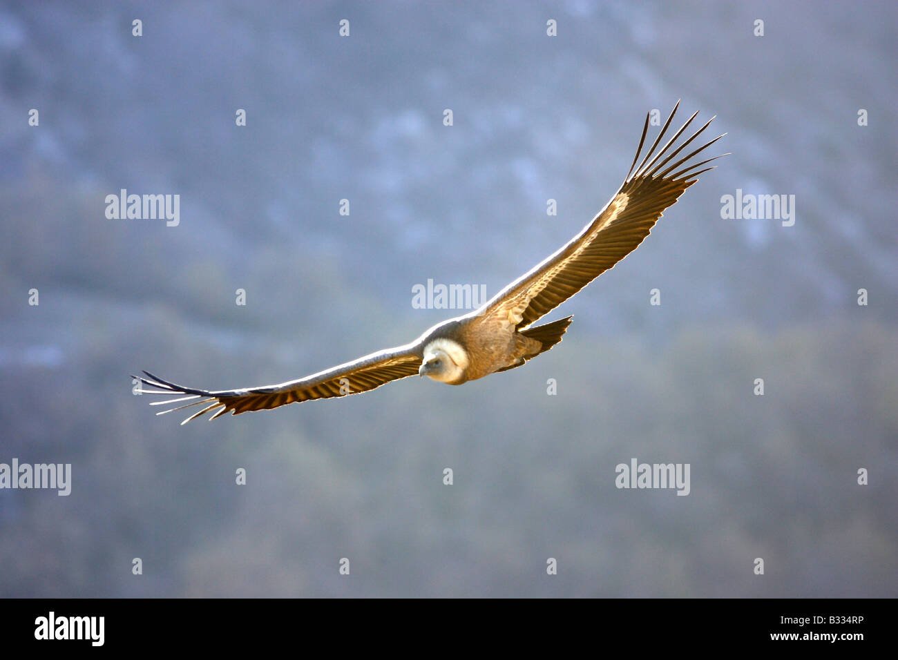 Gänsegeier (abgeschottet Fulvus) im Flug Stockfoto