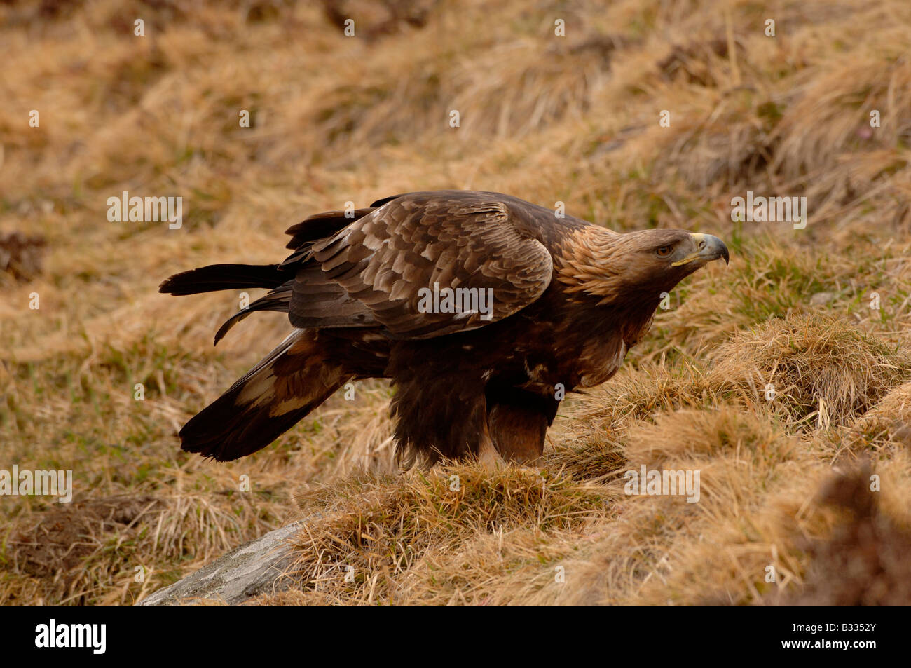 Steinadler Aquila Chrysaetos fotografiert in spanische Pyrenäen Stockfoto