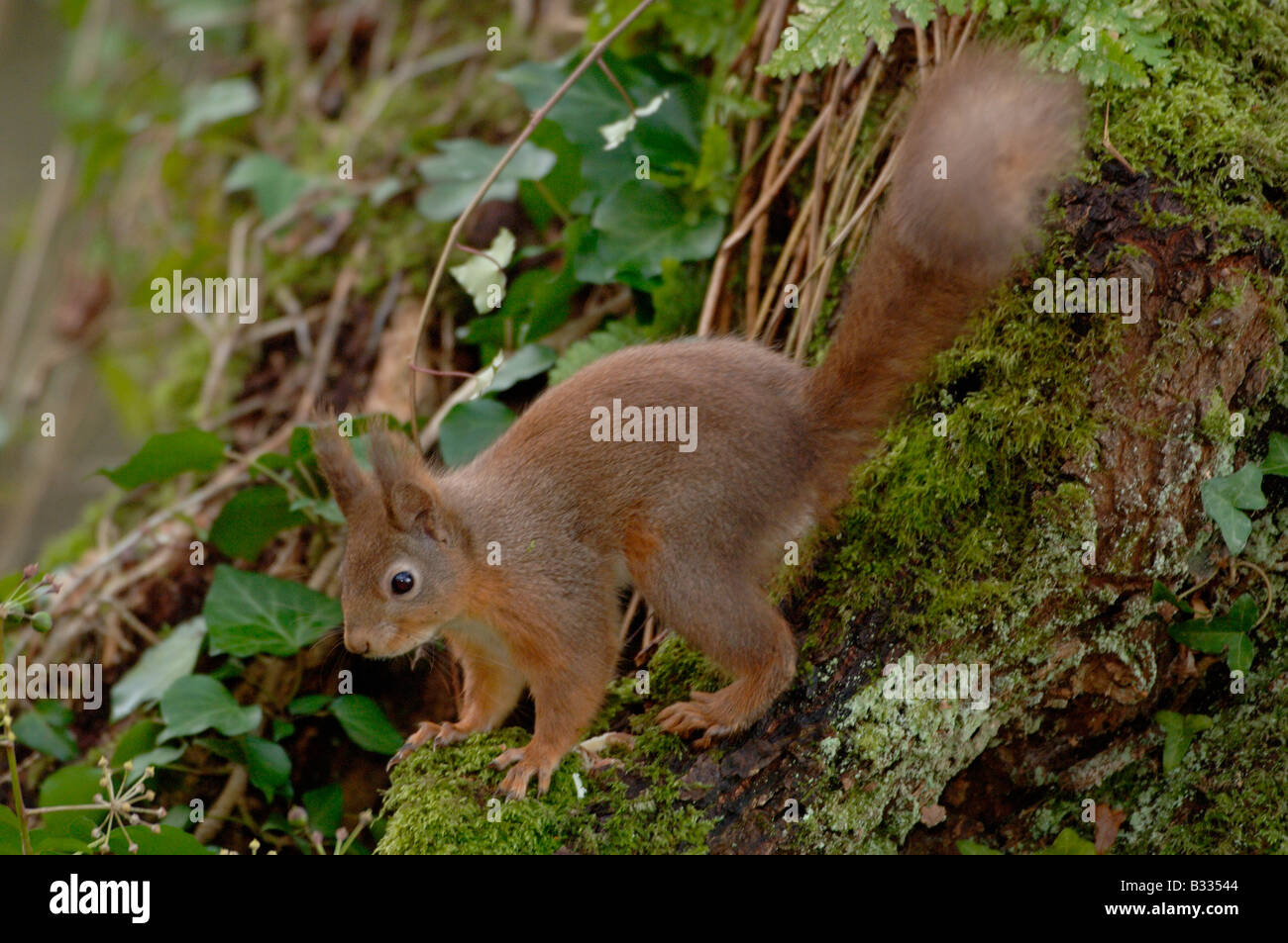 Eichhörnchen Sciurus Vulgaris Bilder aus dem Monat in England im winter Stockfoto