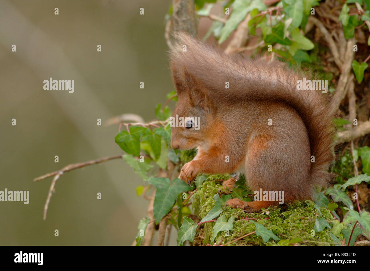 Eichhörnchen Sciurus Vulgaris Bilder aus dem Monat in England im winter Stockfoto