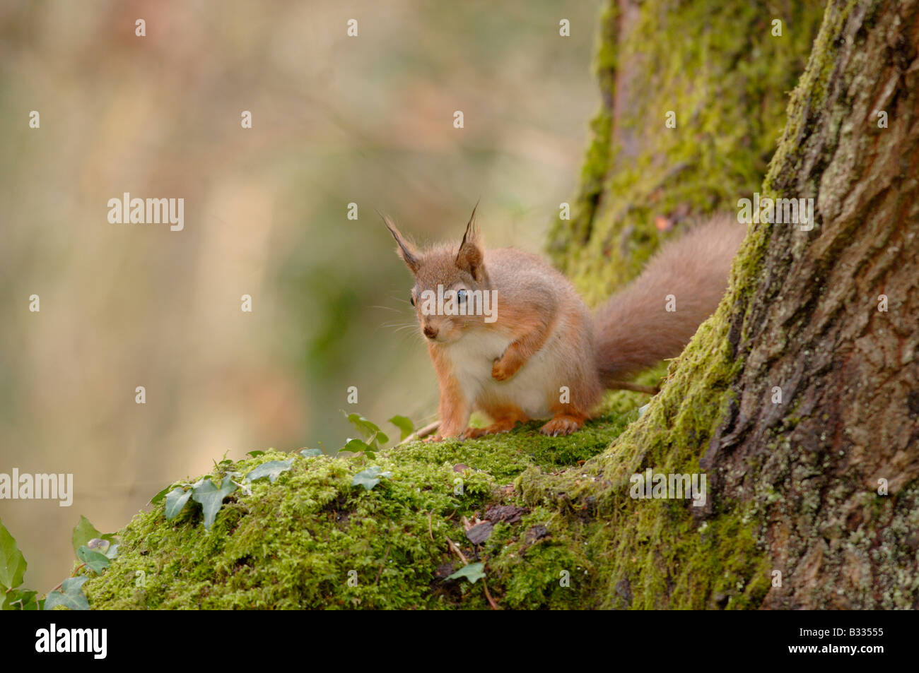 Eichhörnchen Sciurus Vulgaris Bilder aus dem Monat in England, im Winter Stockfoto