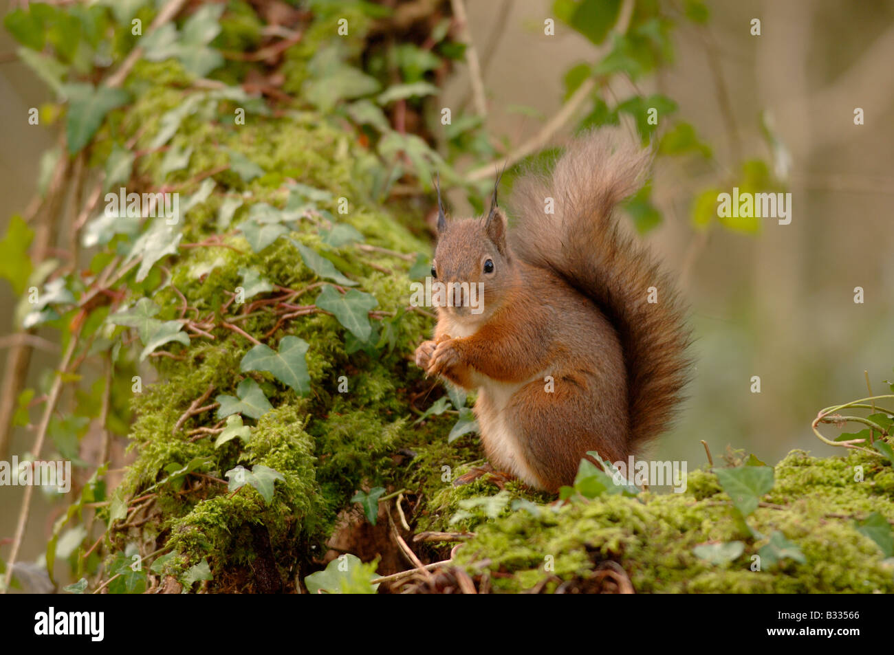 Eichhörnchen Sciurus Vulgaris Bilder aus dem Monat in England, im winter Stockfoto