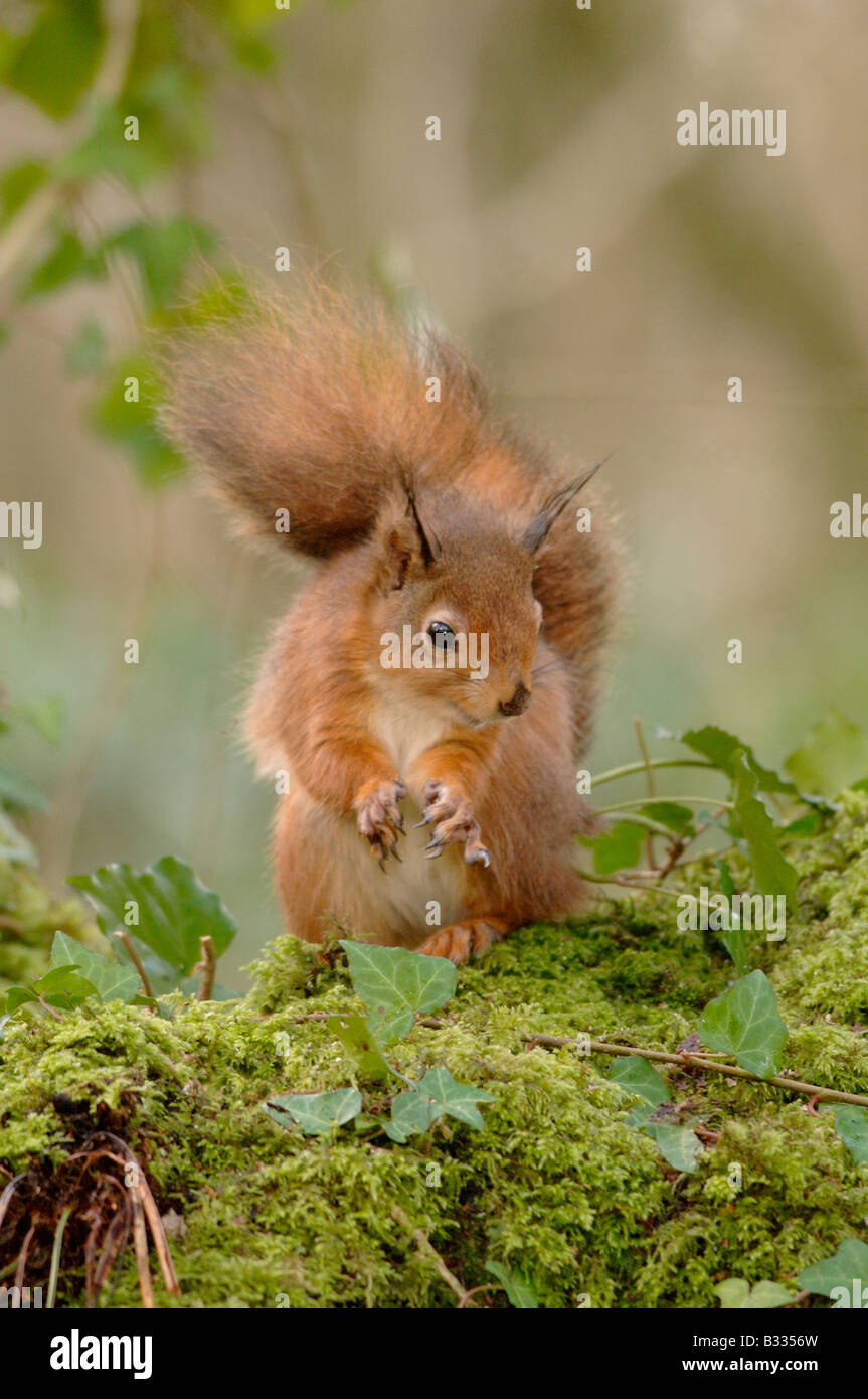 Eichhörnchen Sciurus Vulgaris Bilder aus dem Monat in England, im winter Stockfoto
