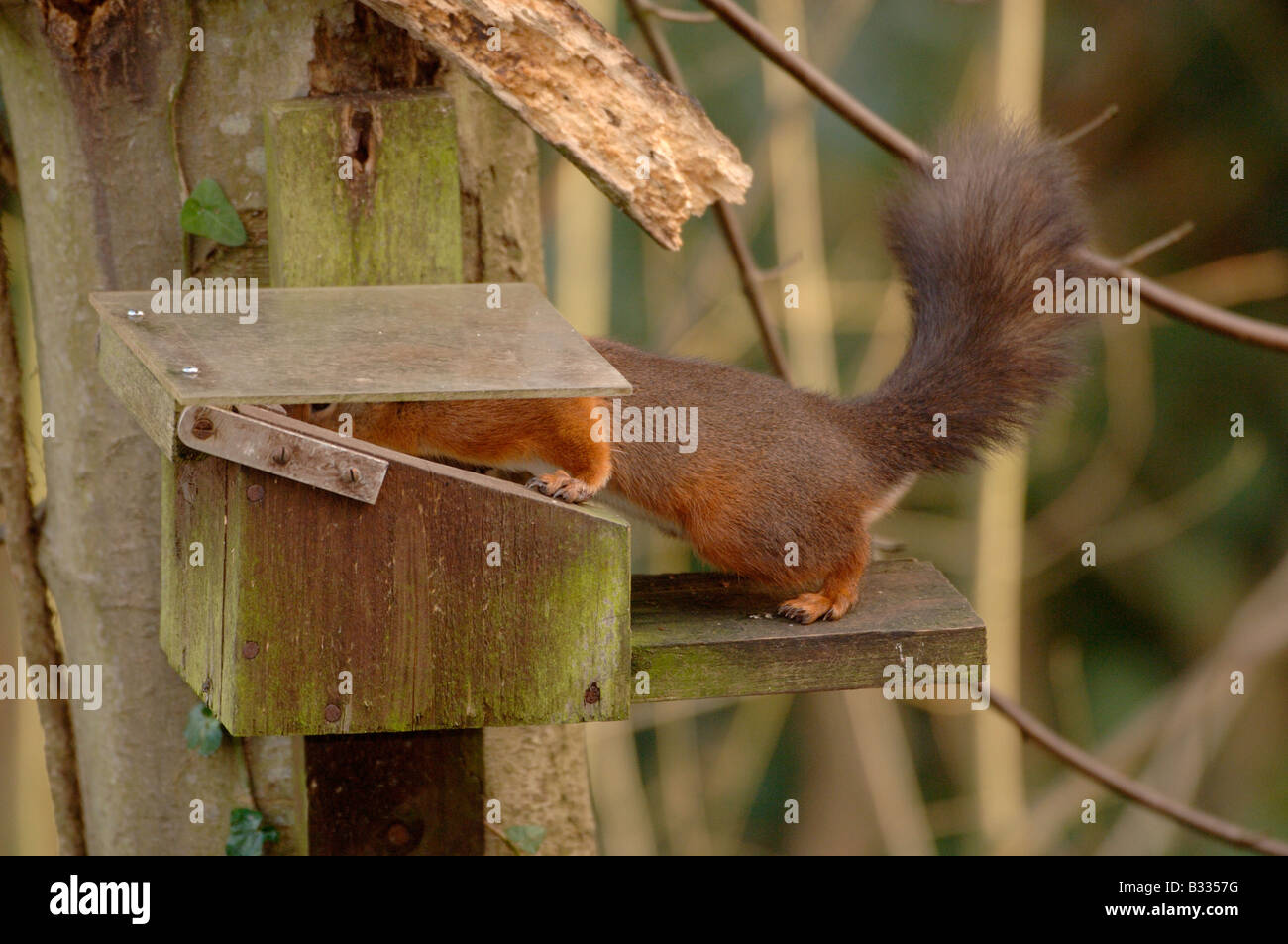 Eichhörnchen Sciurus Vulgaris Essen aus der Eichhörnchen-Station in England fotografiert Stockfoto