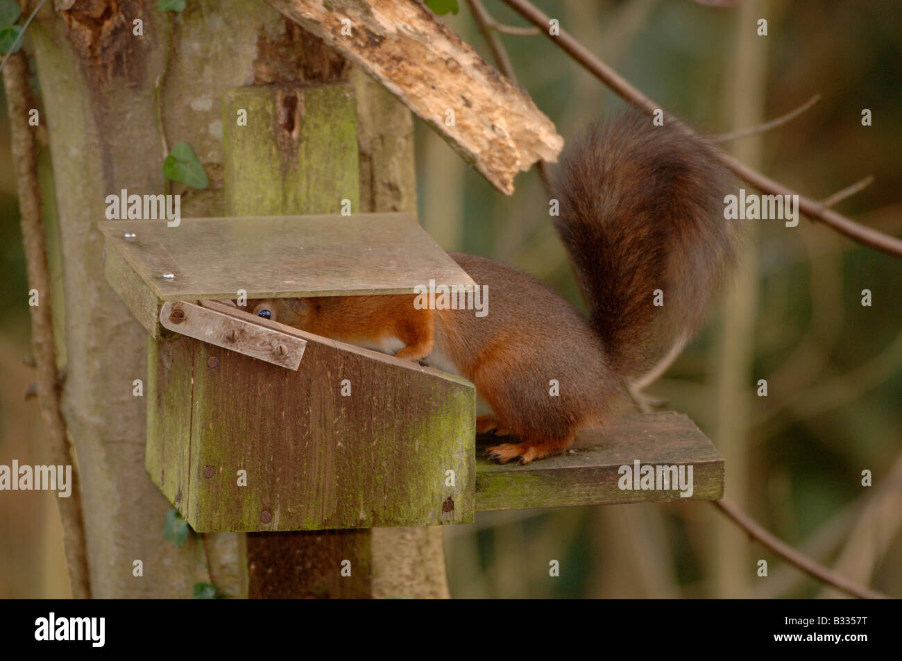 Eichhörnchen Sciurus Vulgaris bei Fütterung box fotografiert in England Stockfoto