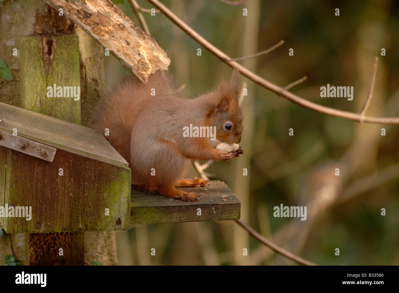 Eichhörnchen Sciurus Vulgaris Essen bei Eichhörnchen füttern Feld in England fotografiert Stockfoto