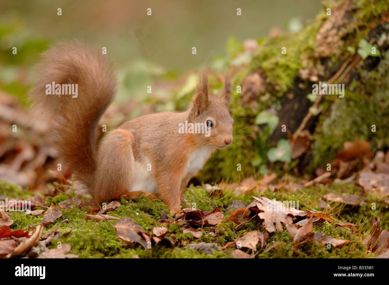 Eichhörnchen Sciurus Vulgaris Bilder aus dem Monat in England, im Winter. Stockfoto
