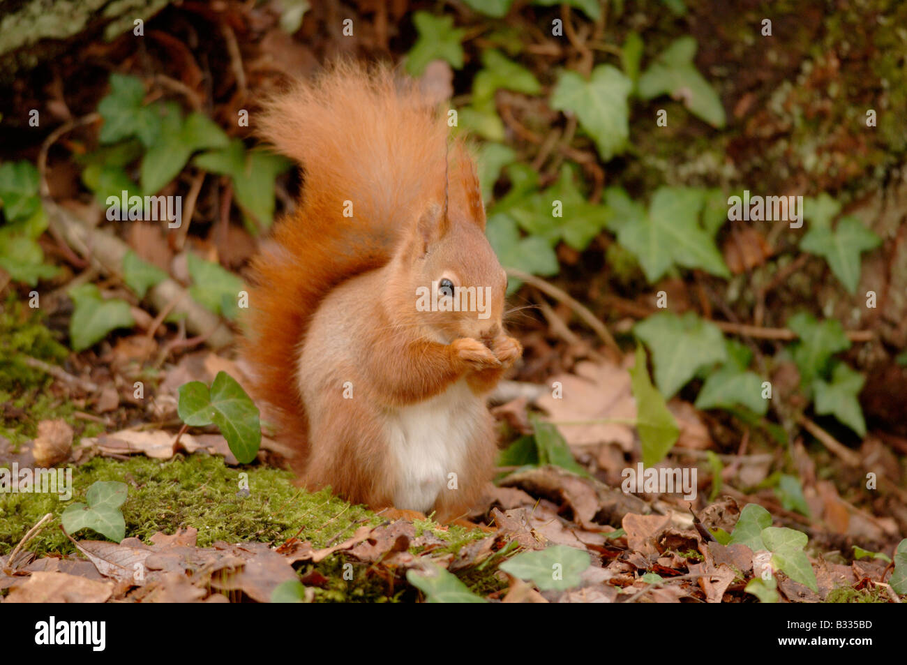 Eichhörnchen Sciurus Vulgaris Bilder aus dem Monat in England, im Winter. Stockfoto