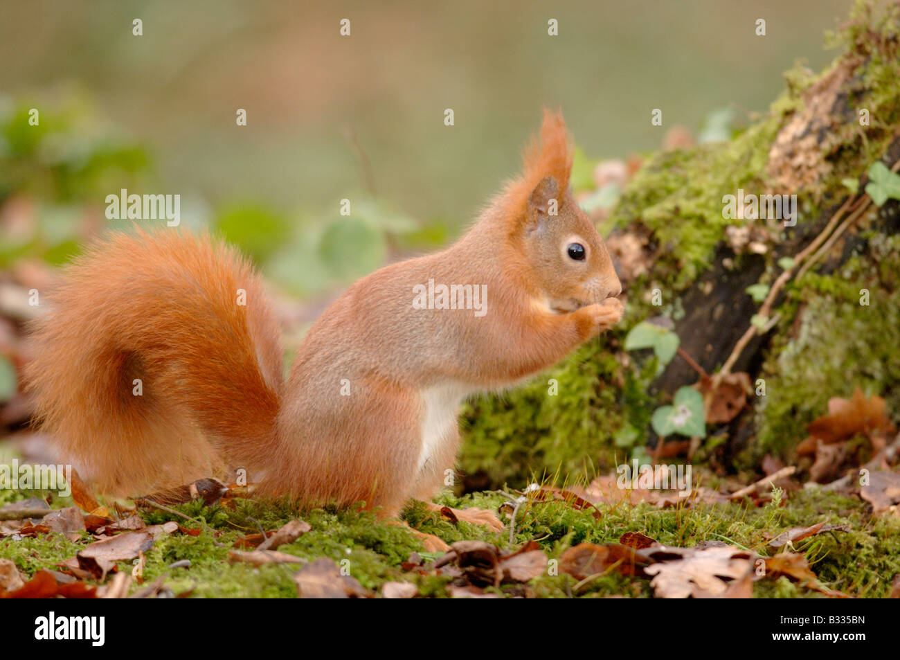 Eichhörnchen Sciurus Vulgaris Bilder aus dem Monat in England. im Winter. Stockfoto
