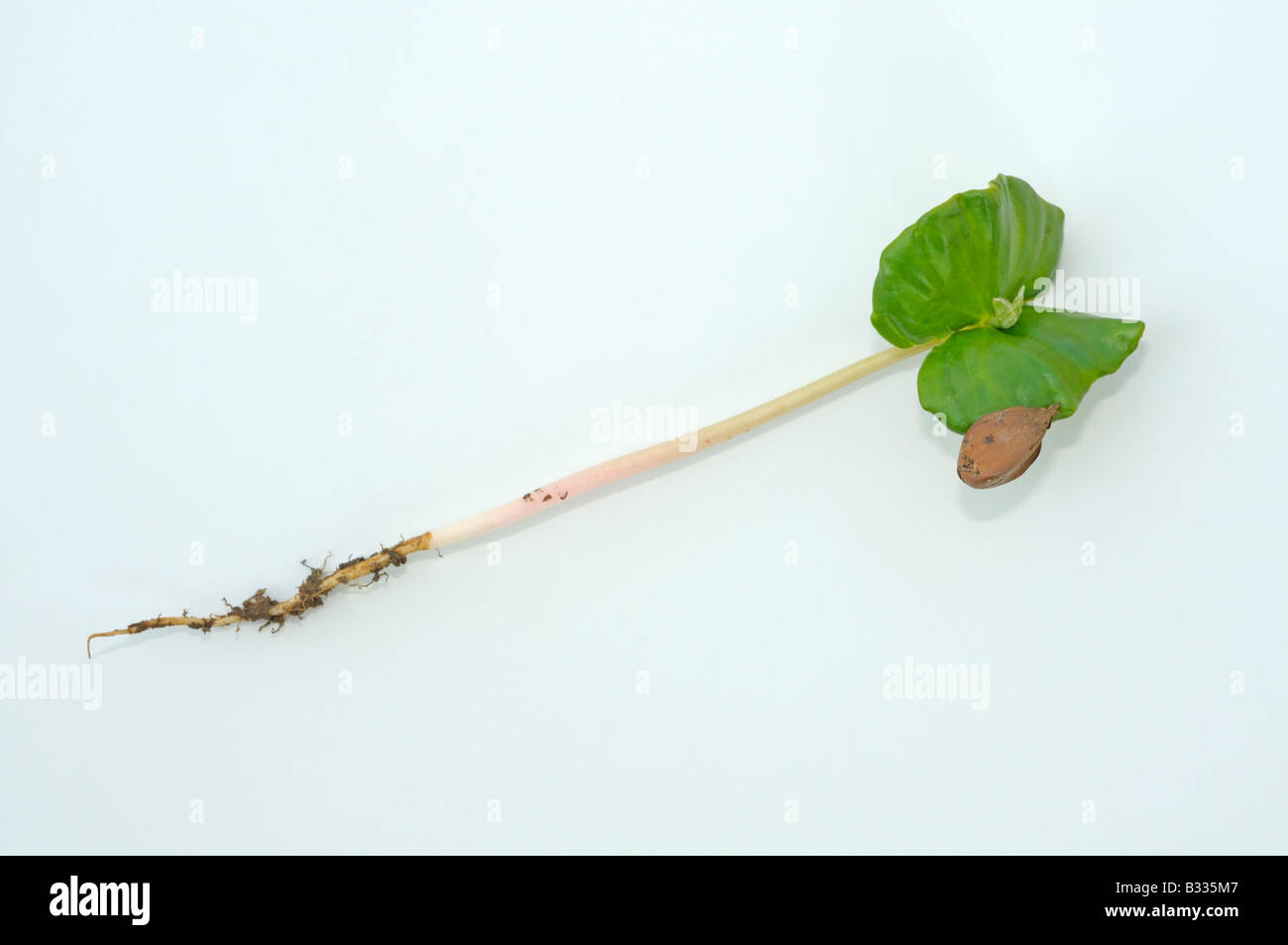 Buche, Rotbuche (Fagus Sylvatica). Sämling mit Wurzel Samen Blätter und Rest Buche Nuss, Studio Bild Stockfoto