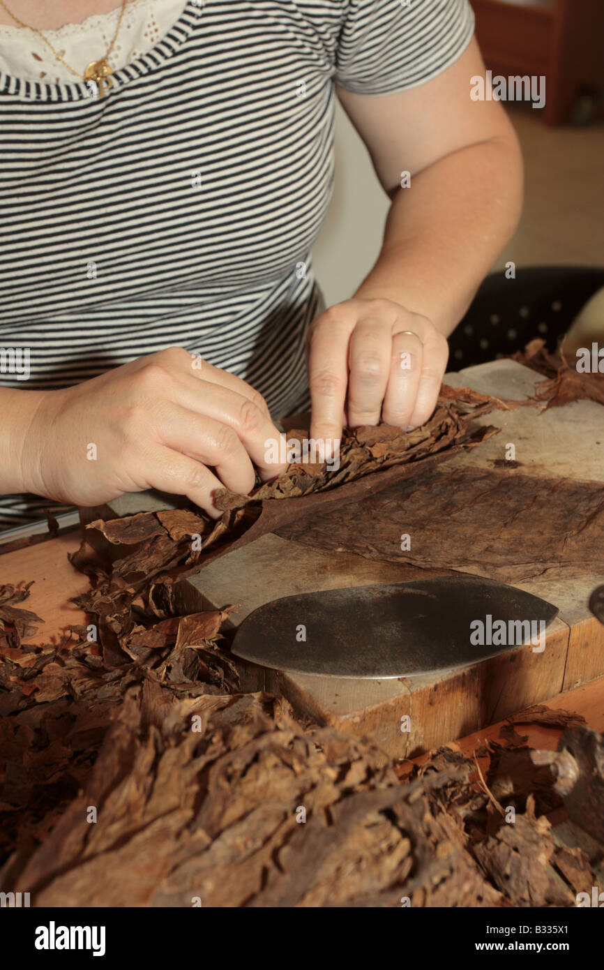 Hand Rollen Zigarren eine Fähigkeit, die noch viel in der Nachfrage zu produzieren hochwertige Zigarren für den Hausgebrauch als auch für den Export La Palma Kanarische Inseln Stockfoto