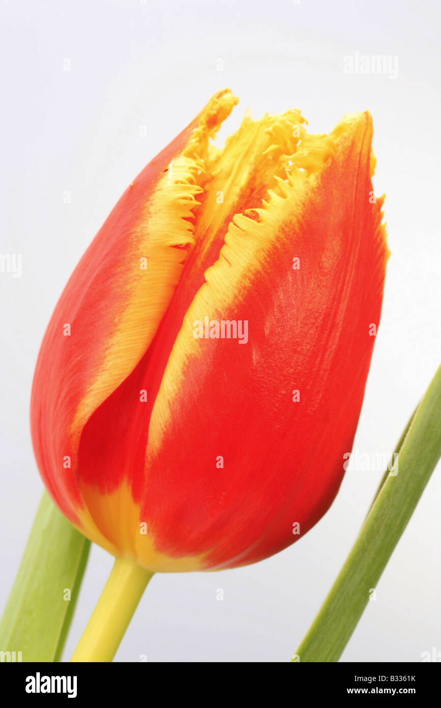 Tulipa spec, Tulpe Stockfoto