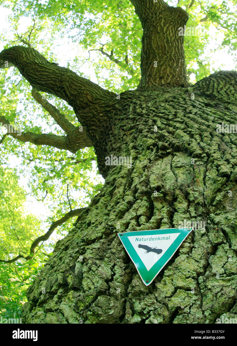 Pedunculate Eiche, Stieleiche, Quercus Robur, Stieleiche Stockfoto