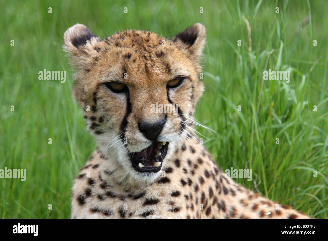 Nahaufnahme des Kopfes, Gepard, Acinonyx jubatus Stockfoto