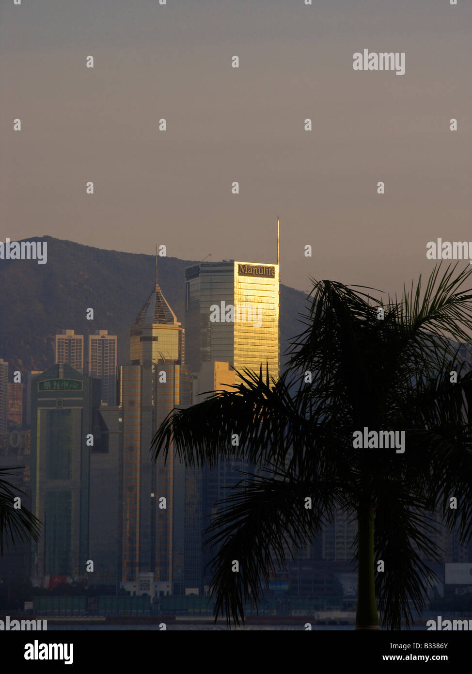 Skyline Hongkongs Central District mit Palme. Stockfoto