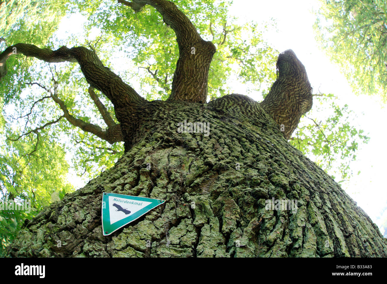 Pedunculate Eiche, Stieleiche, Quercus Robur, Stieleiche Stockfoto