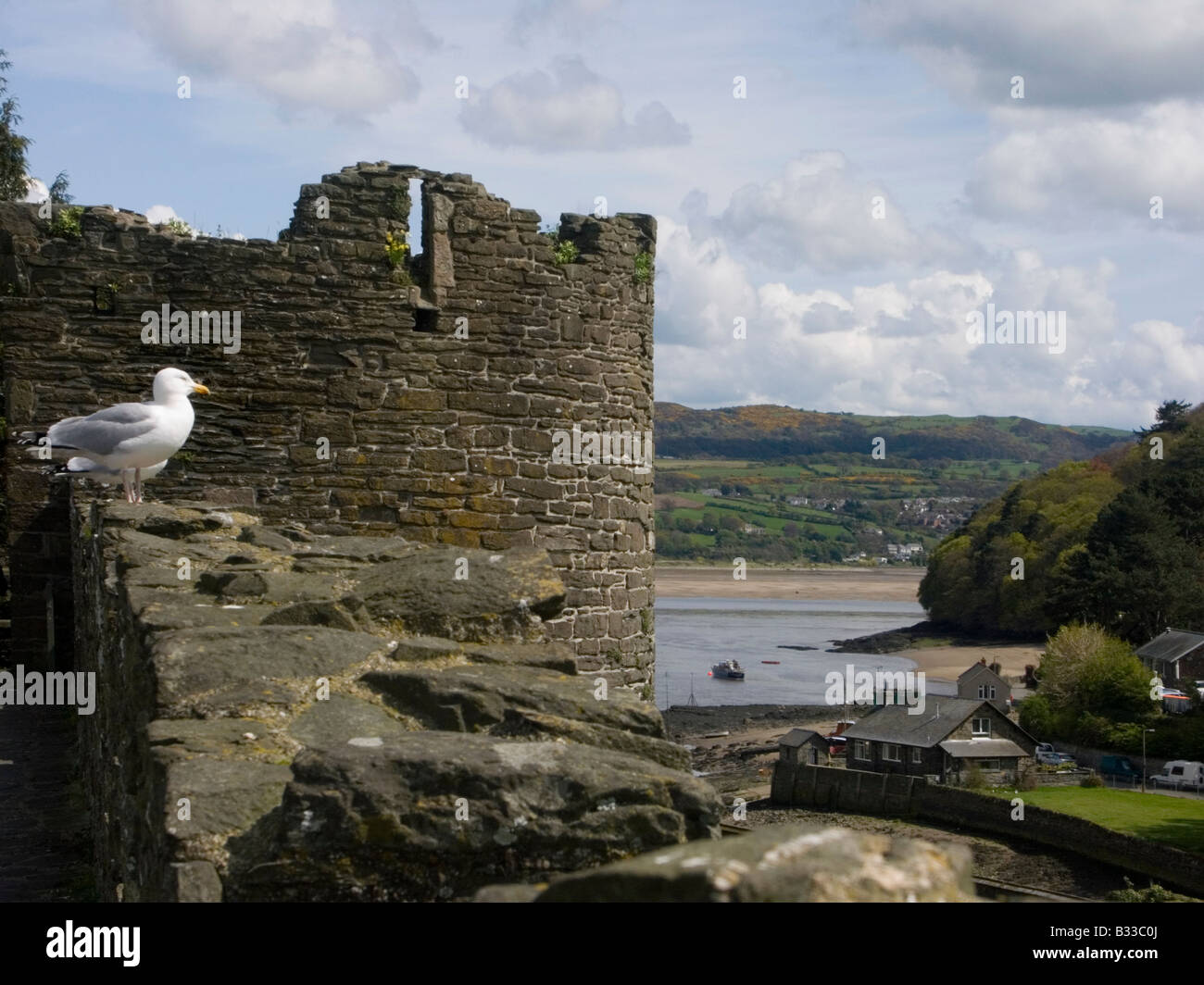 Silbermöwen auf der Stadtmauer von Conwy in der Nähe von der Burg mit der Mündung des Flusses Conway hinter Conwy, Nordwales Stockfoto