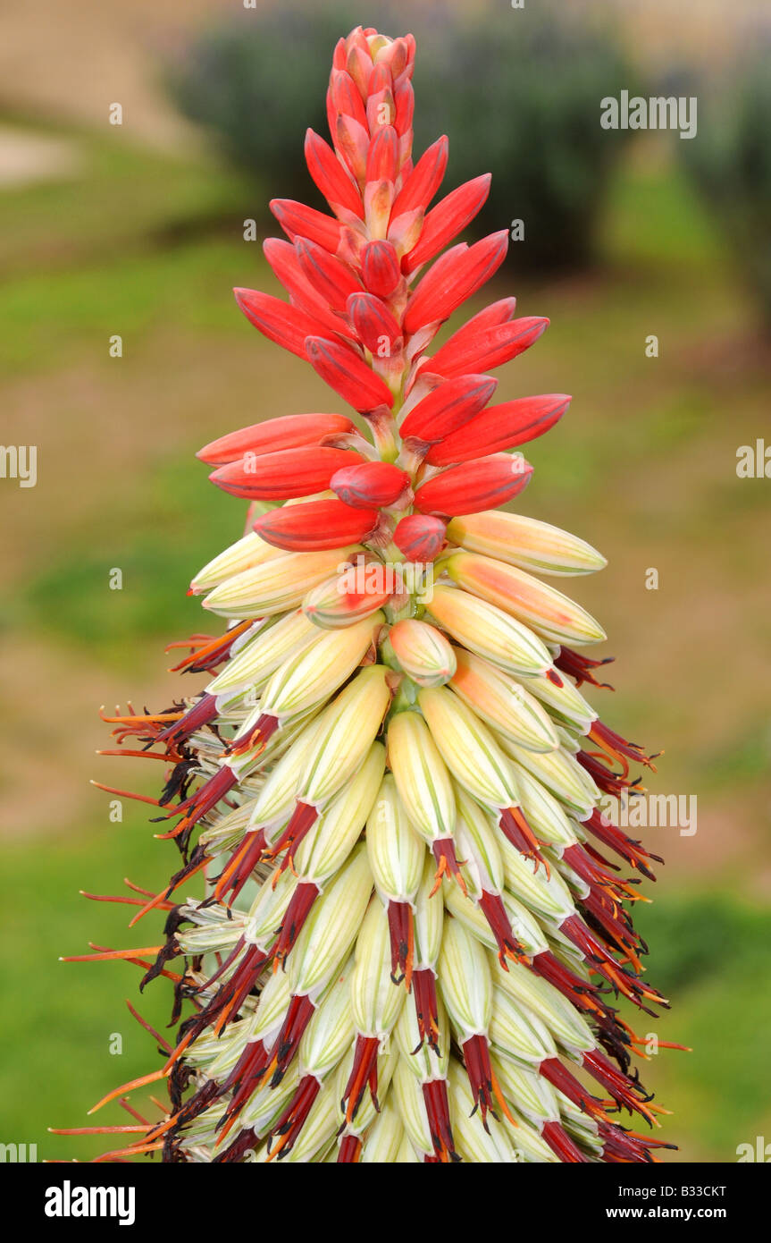 Aloe speciosa Stockfoto