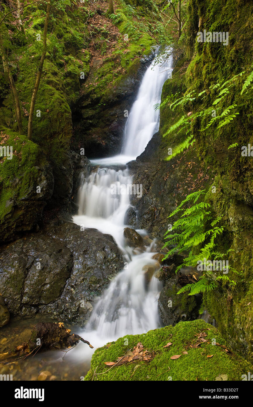 Ein Wasserfall fließt durch die grüne Umgebung im Gabilan Mountain Range Santa Clara Valley Kalifornien Stockfoto
