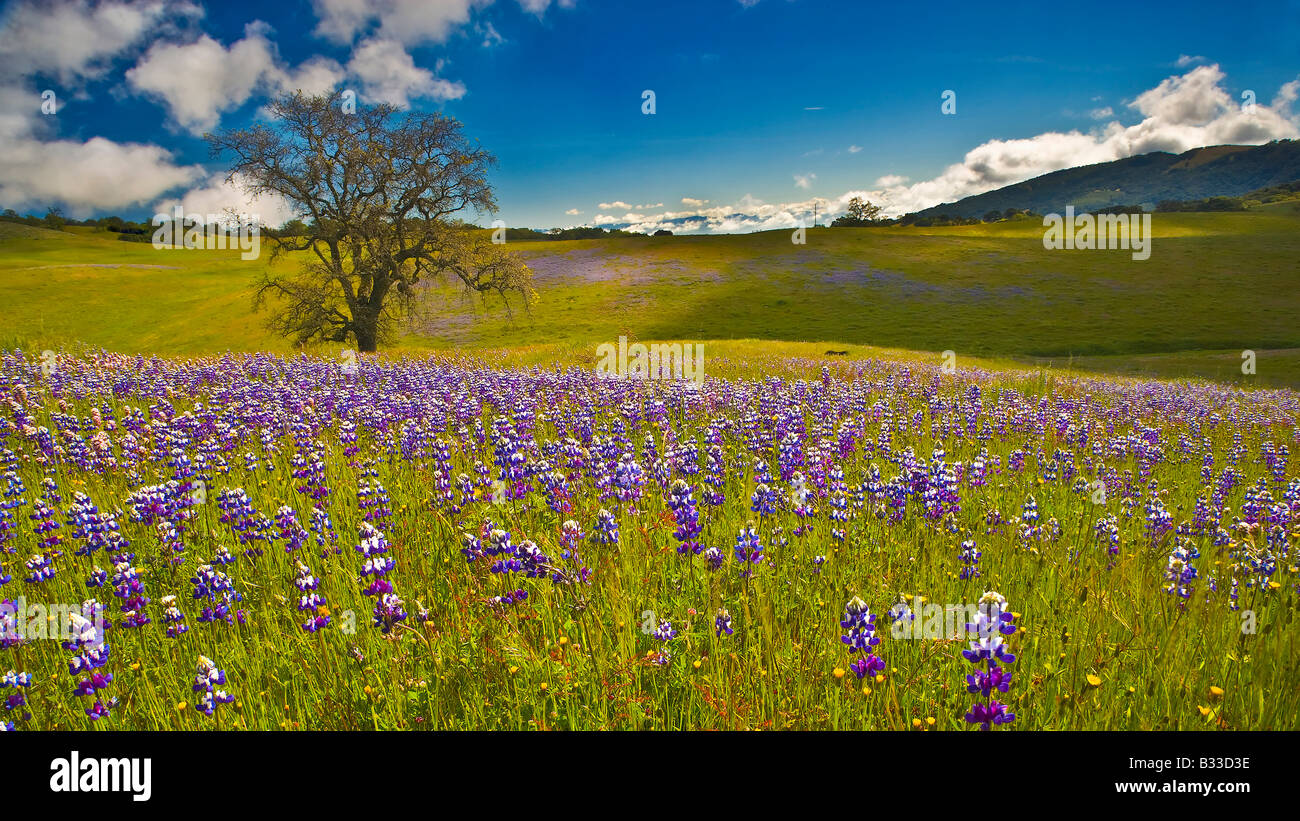 Späten Frühjahr lupine Feld Adornes Hanglage in dem Gabilan Gebirge in Zentral-Kalifornien Stockfoto