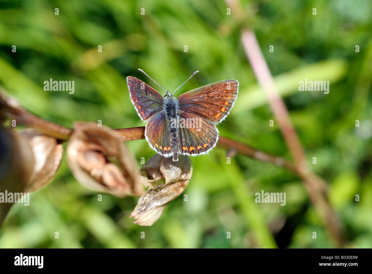 Brown Argus Schmetterling Aricia Agestis Picos de Europa über Sotres Spanien Stockfoto
