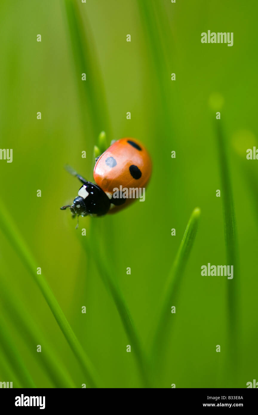 Marienkäfer unter Kiefernadeln Stockfoto