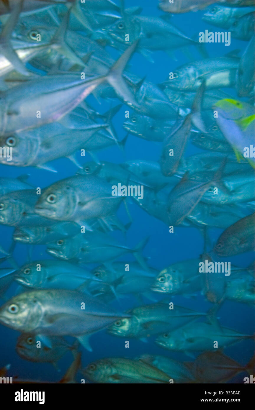 Schule für Großaugenthun Makrelen im blauen Ozeanwasser in der Nähe von Great Barrier Reef Australien Stockfoto