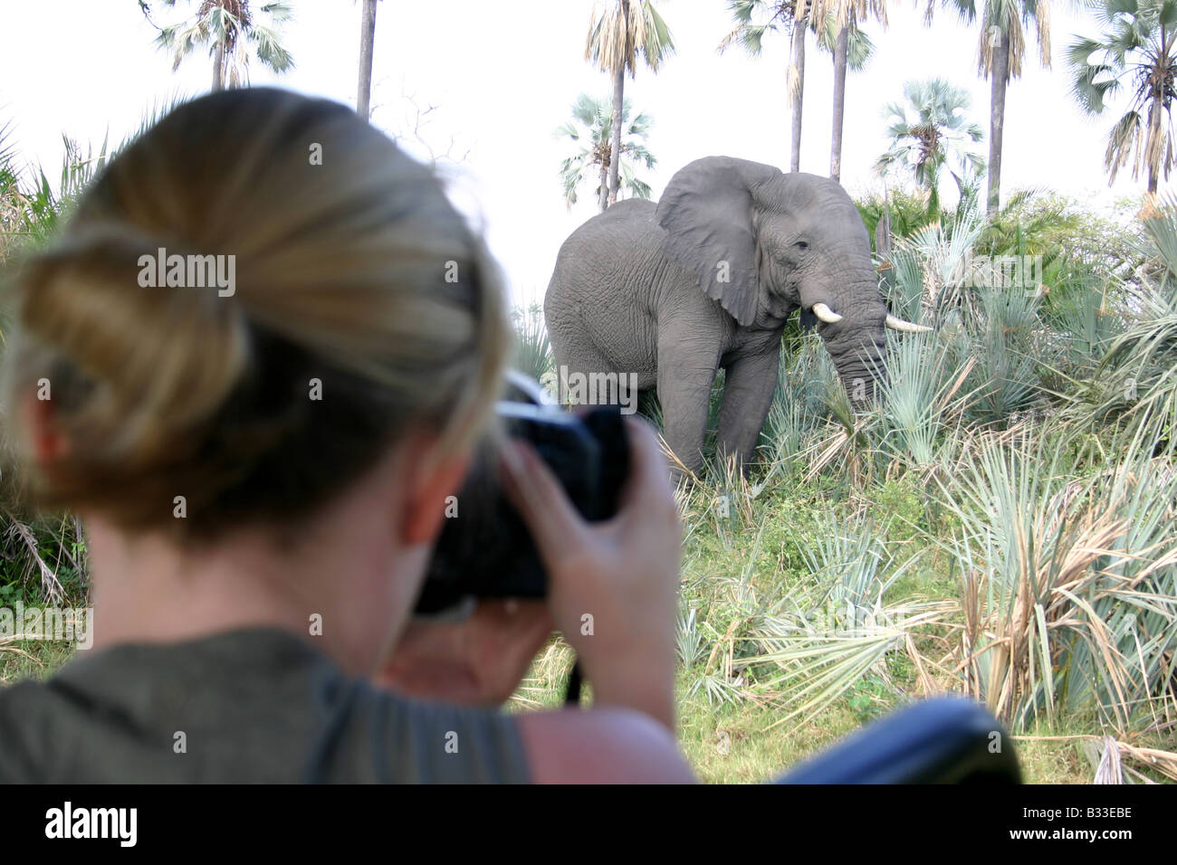Junge Dame nehmen Foto von afrikanischen Elefanten aus einer Spiel-Fahrzeug Stockfoto