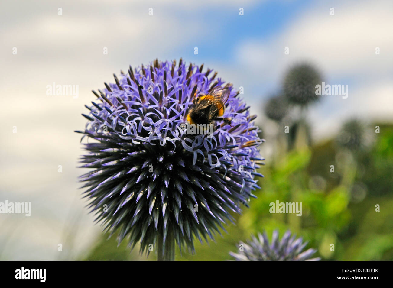 Hummel auf Echinops Bannaticus TAPLOW BLUE Stockfoto