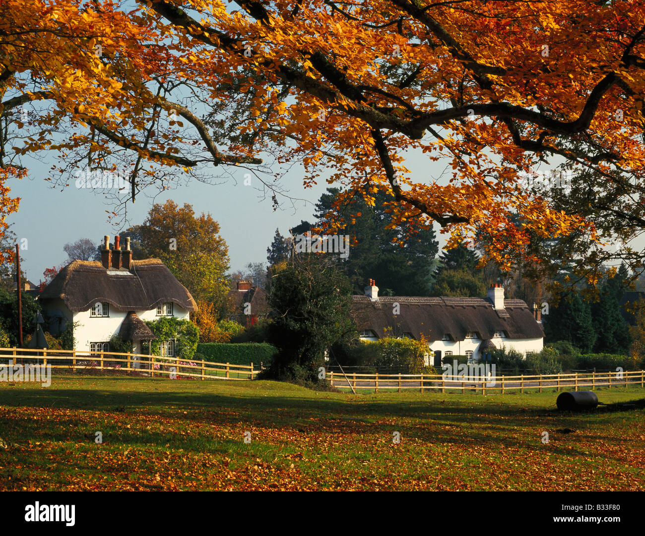 Schwan grünen Wald in New Hampshire England UK Stockfoto