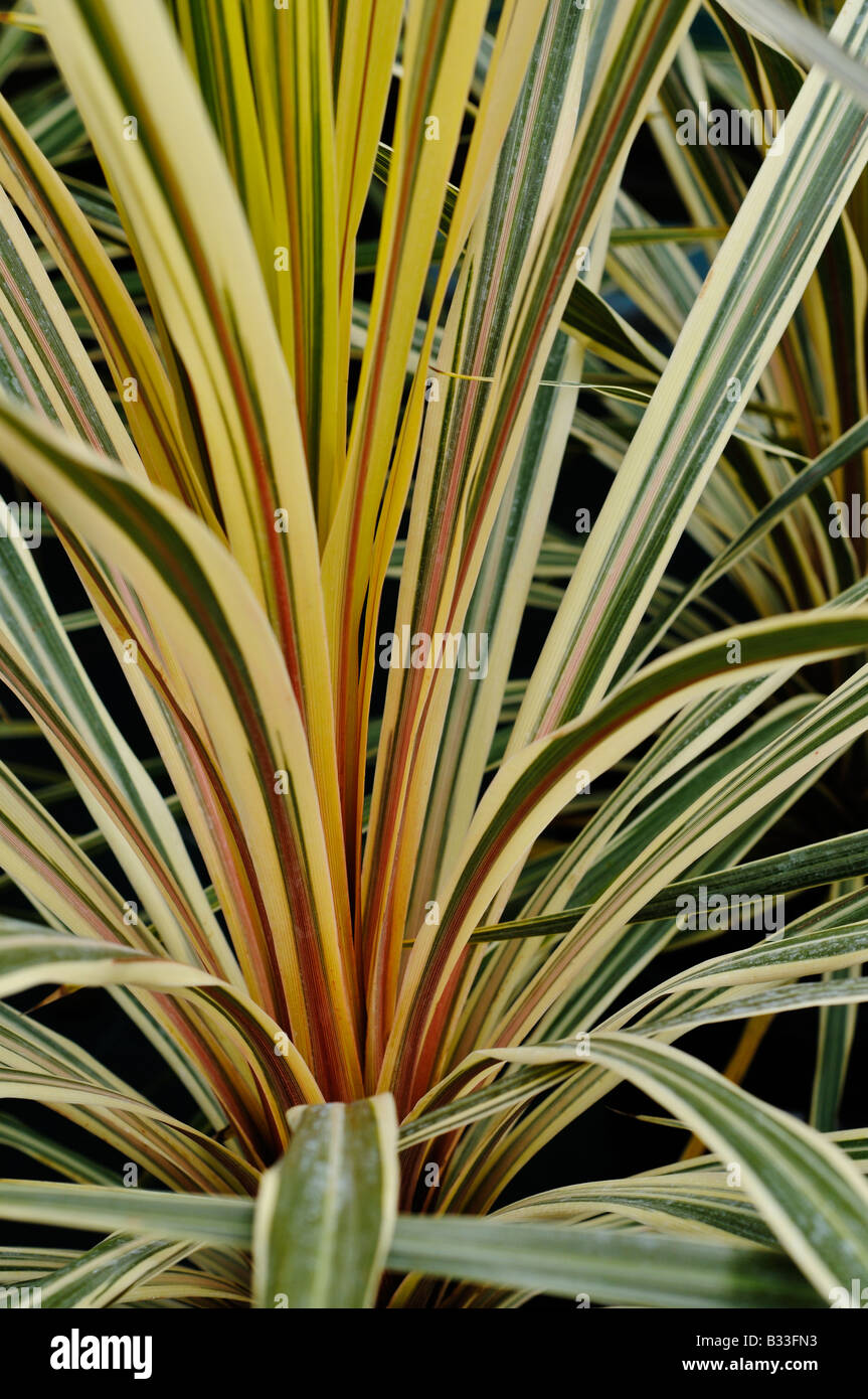 Cordyline Australis TORBAY Wunderkerze Stockfoto