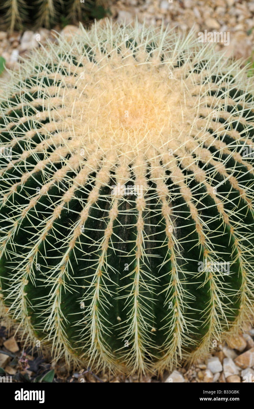 Echinocactus Grusonii Mutter im Gesetz s Kissen Stockfoto