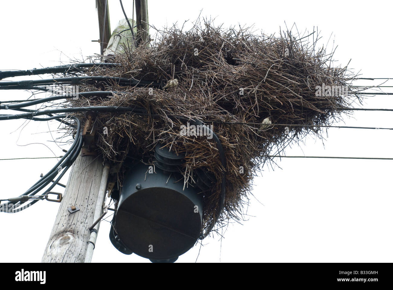 Riesige Nest der Mönch Sittich Myiopsitta monachus Stockfoto