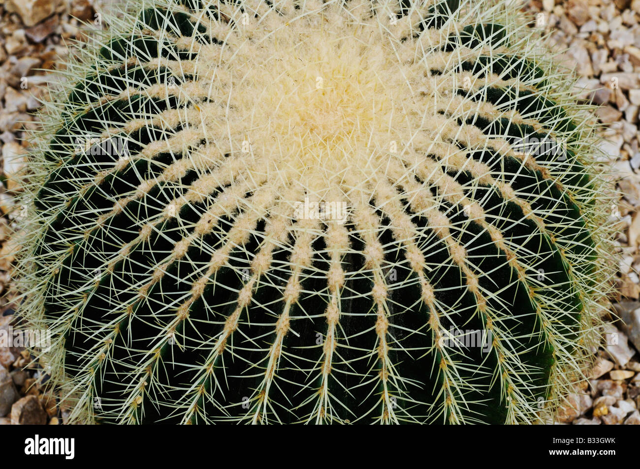 Echinocactus Grusonii Mutter im Gesetz Kissen Stockfoto
