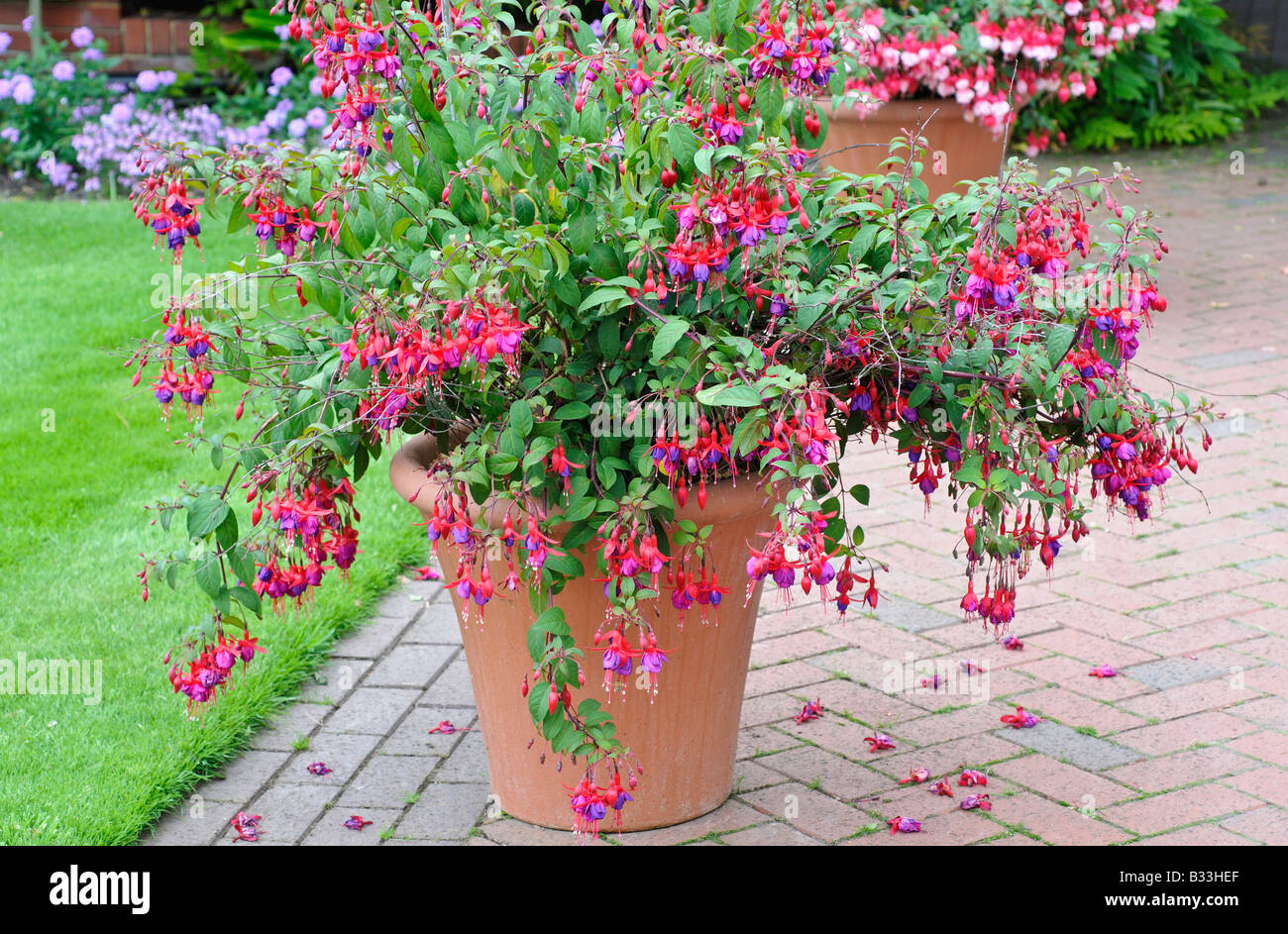 Fuchsia ENFANT PRODIGUE Stockfoto