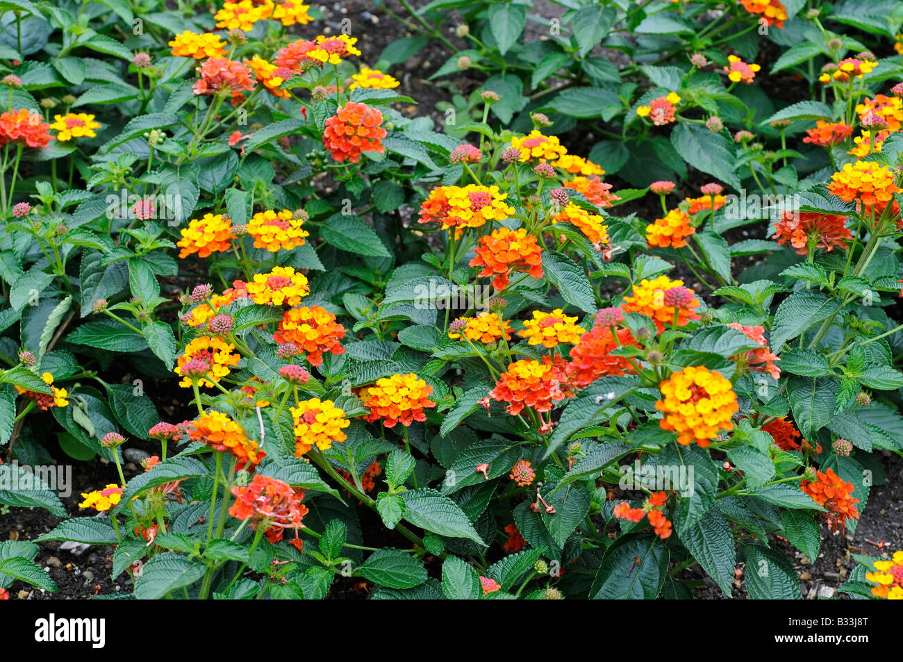 Lantana Camara Professor Raoux Stockfotografie Alamy Lantana Camara Professor Raoux Stockfotografie Alamy
