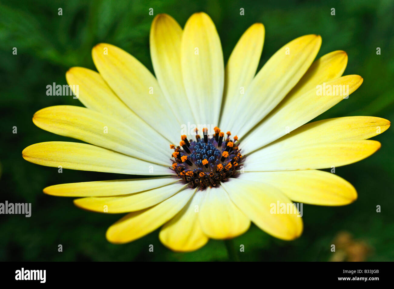 Osteospermum flower Stockfoto