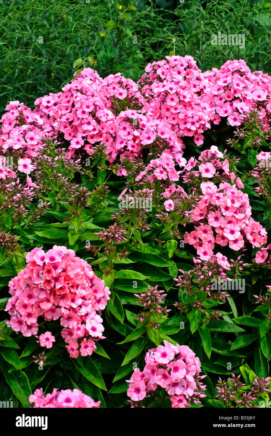 Phlox-Flamme rosa BARELEVEN Stockfoto