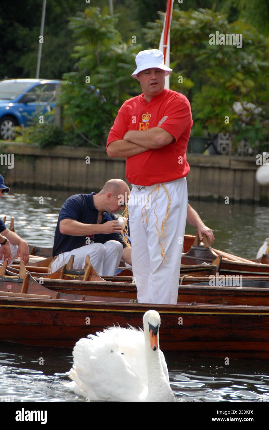 Mitglied der Bootscrew schaut zu, wie ein Schwan Weg, schwimmt nachdem ein Gesundheits-check während der jährlichen Swan Upping auf der Themse Stockfoto