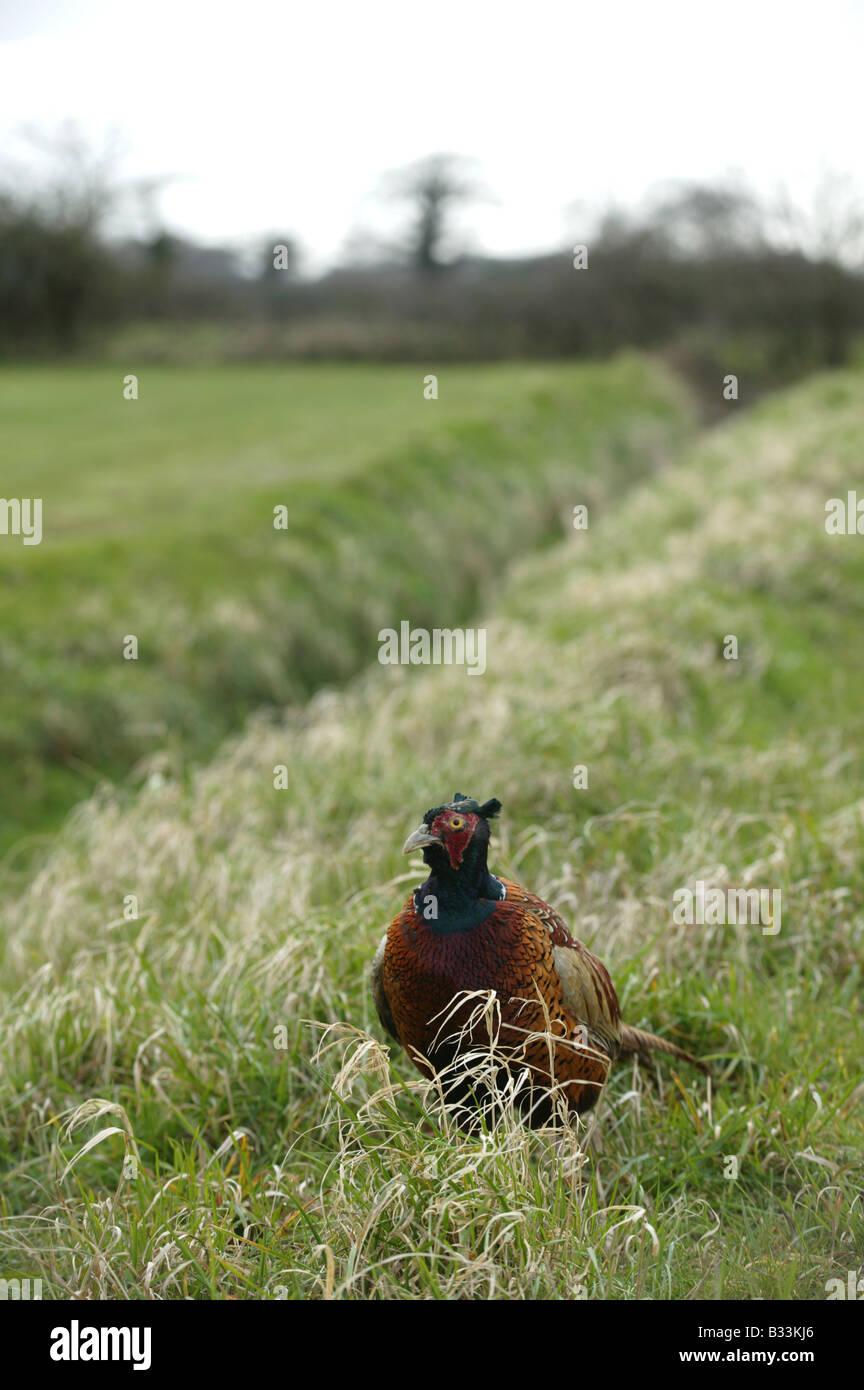 Fasan platziert in der Nähe von Feld Graben mit großen Flächen für Kopie über und um Stockfoto