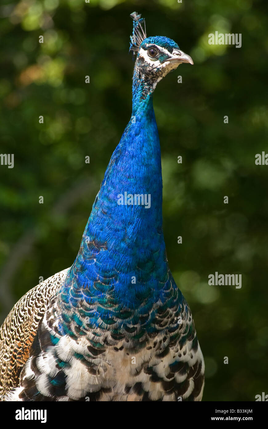 Pfau-Porträt Stockfoto